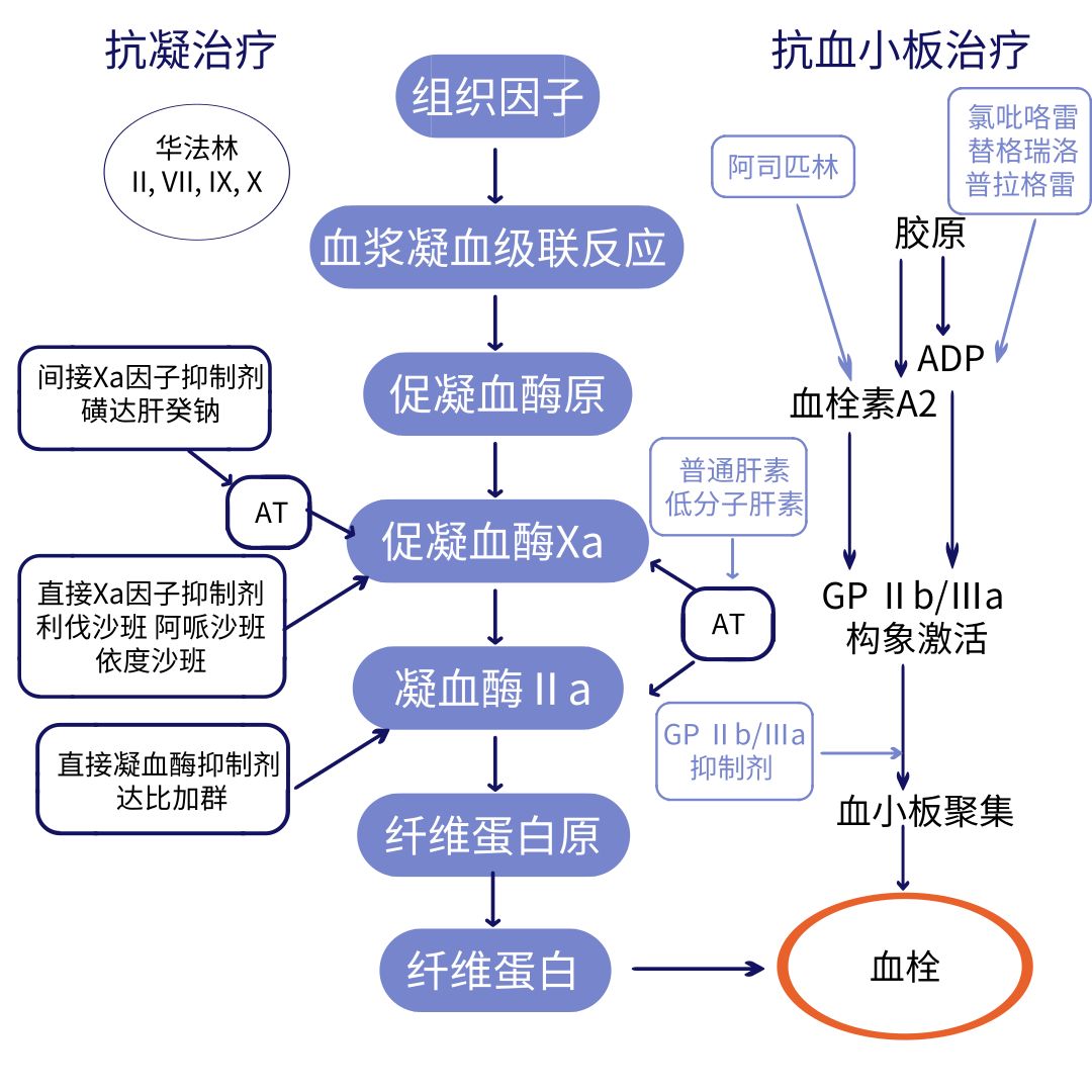 中国心房颤动患者卒中预防规范