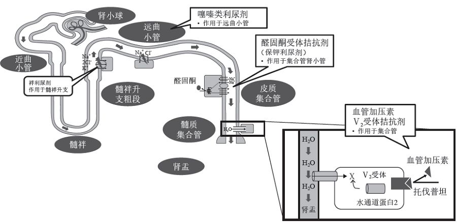 慢性射血分数降低心衰，如何应用利尿剂？