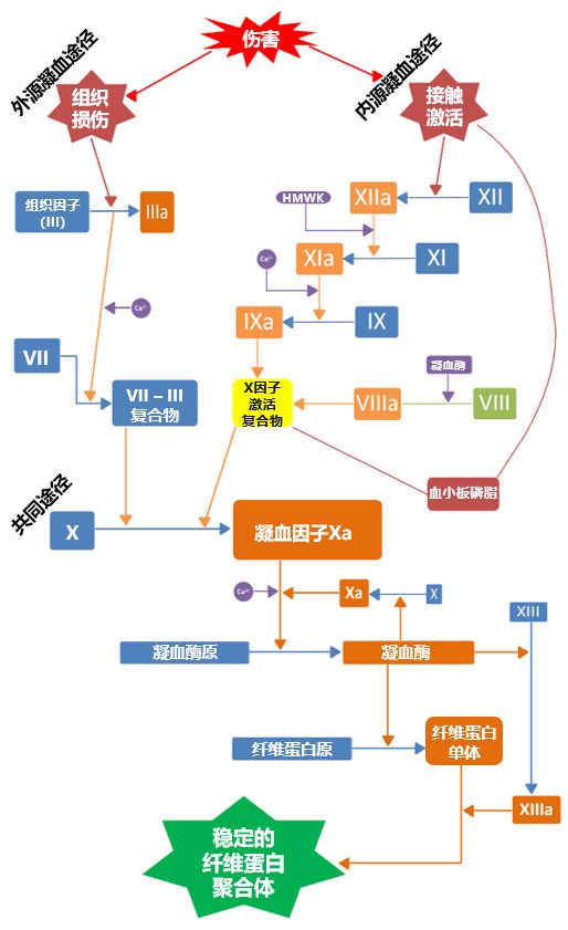 那个需要长期服用抗凝药的患者要做手术了……