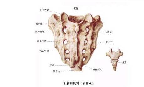 如何诊断骶尾骨骨折？这篇文章帮助你！（附病例）