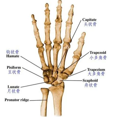 骨科常见手部外伤的诊断及治疗技巧，详细答案全解！ - 好医术早读文章 