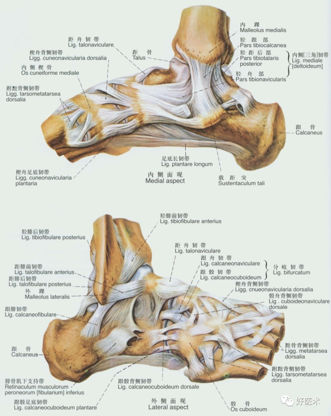完整足部骨骼结构图_脚各个部位名称图_微信公众号文章