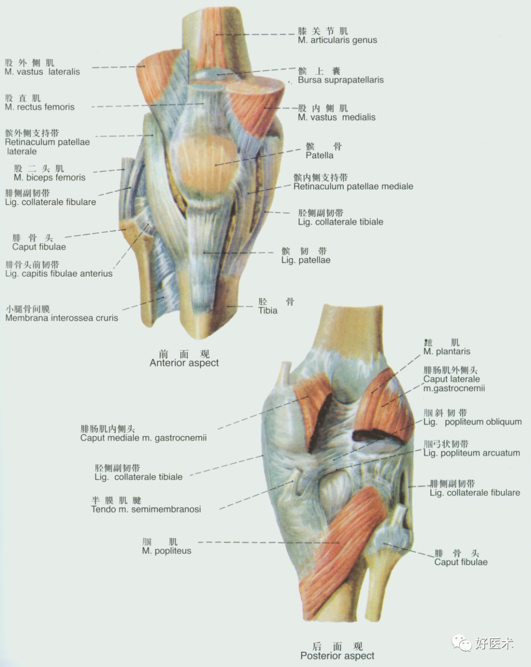 足部腱鞘与肌腱的解剖（图解）_南通国光中医门诊部