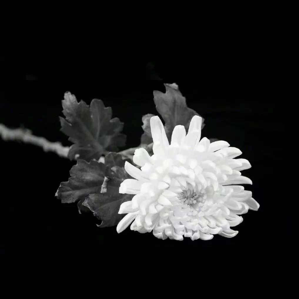 佳木斯市人民防空办公室关于江泽民同志追悼会鸣响防空警报的公告