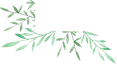竹叶,绿植,植物