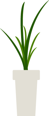 花盆,盆栽,植物
