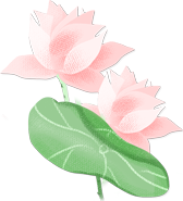 荷花,莲蓬,夏天