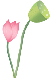 荷花,莲蓬,夏天